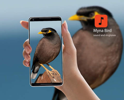 Myna Bird Calls screenshot 1