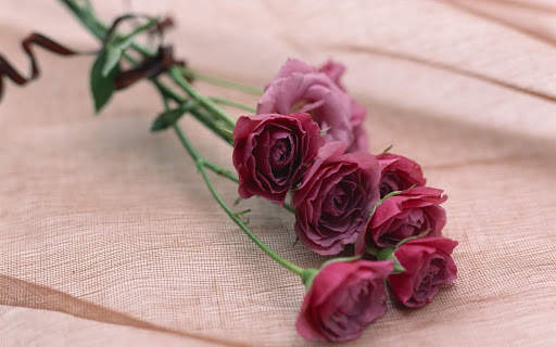 Red Rose Wallpapers screenshot 2