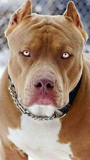Pitbull Wallpapers HD🐶🐶 5 تصوير الشاشة