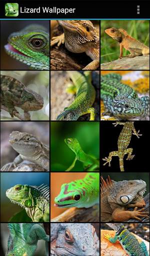 Lizard Wallpaper screenshot 1
