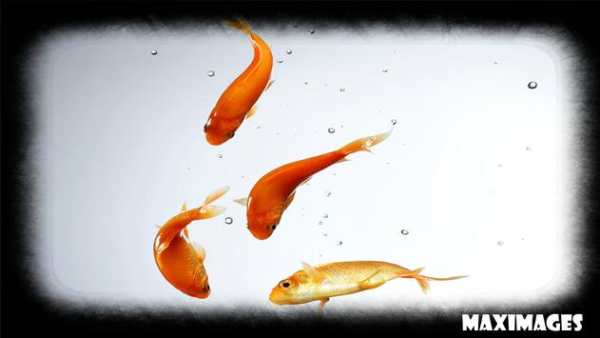Goldfish Wallpaper скриншот 4