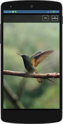 Bird Wallpapers HD स्क्रीनशॉट 3