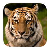 Animal Sounds icon
