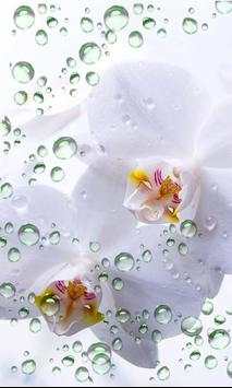 Orchide Glamour live wallpaper screenshot 4