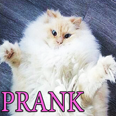 Prank Cat is Purring icon