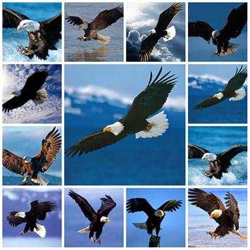 Bird Wallpaper HD screenshot 2