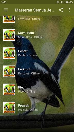 Masteran Semua Jenis Burung Offline screenshot 7