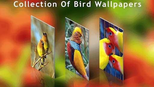 Bird Wallpaper HD screenshot 1