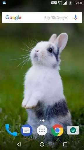 Rabbit Wallpaper HD screenshot 3