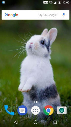 Rabbit Wallpaper HD screenshot 3