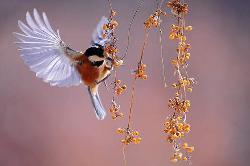 40 Megapixel Camera screenshot 4