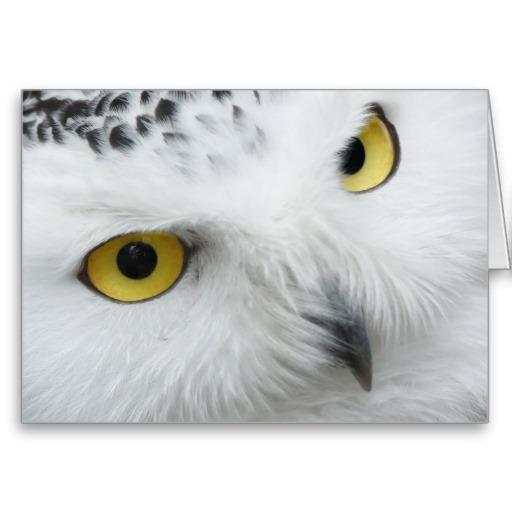 Snowy Owl Bird HD Wallpaper 1.0