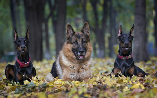 Doberman Wallpaper: backgrounds hd screenshot 19