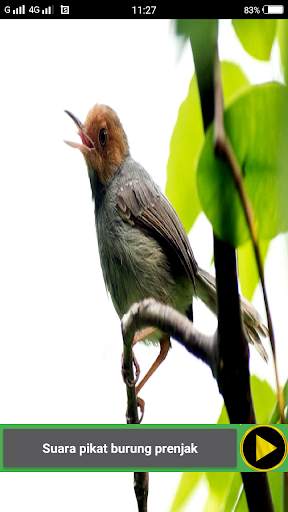 Suara pikat burung liar screenshot 5