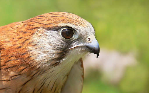 Falcon Wallpaper - Bird Wallpaper screenshot 7