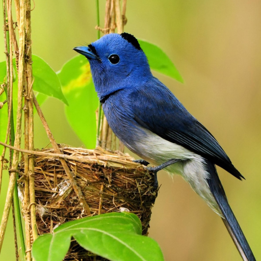 Small Bird Live Wallpaper icon