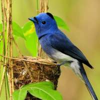 Small Bird Live Wallpaper