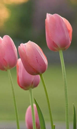 HD Pink Tulips Live Wallpaper screenshot 10