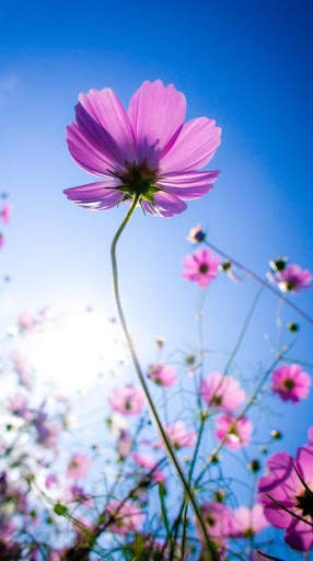 Flowers Wallpaper 4K screenshot 6