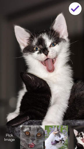 Funny Cat PIN Screen Lock screenshot 3