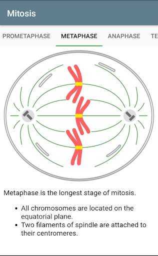 Mitosis, Meiosis and Organelles screenshot 3