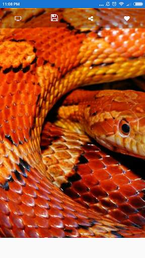 Snake Wallpaper screenshot 4