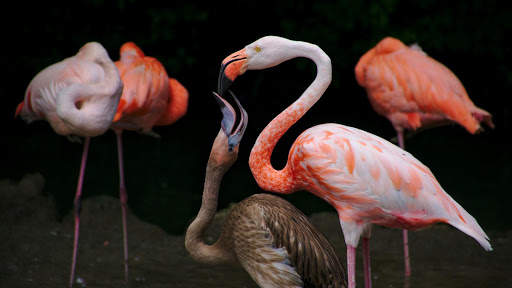 Flamingo. Birds Wallpapers скриншот 1