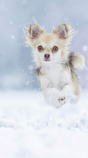 Chihuahua Wallpaper HD & 4k Backgrounds screenshot 6