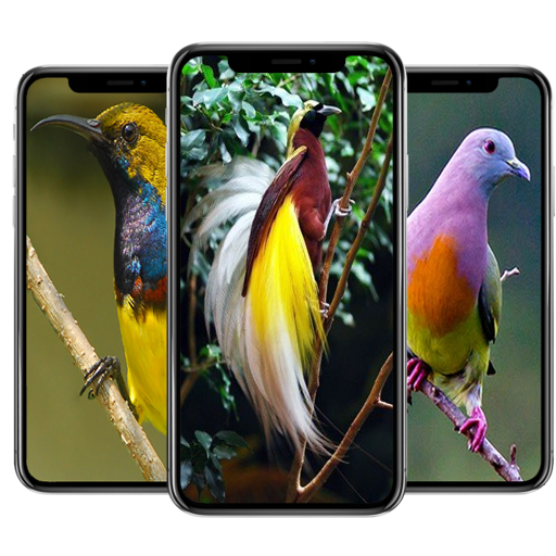 Bird Wallpaper icon