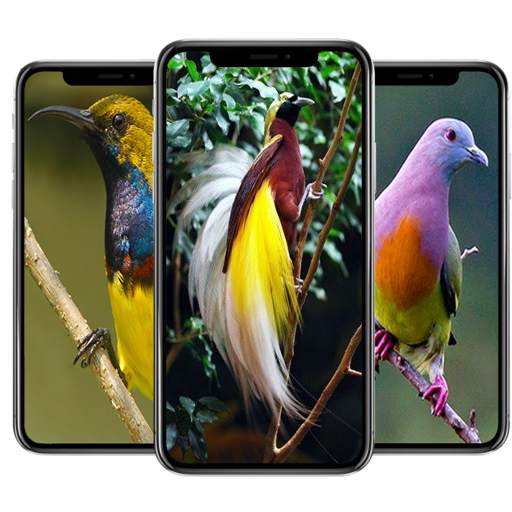Bird Wallpaper 1.0