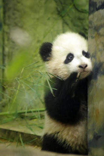 Panda Wallpaper - Cute Panda Wallpapers 🐼 screenshot 8