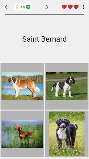 Köpekler - Tüm köpek ırkları hakkında Foto-Sınav screenshot 4