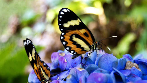 Butterfly Live Wallpaper (backgrounds) screenshot 6