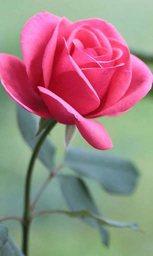HD Rose Flowers Live Wallpaper screenshot 9
