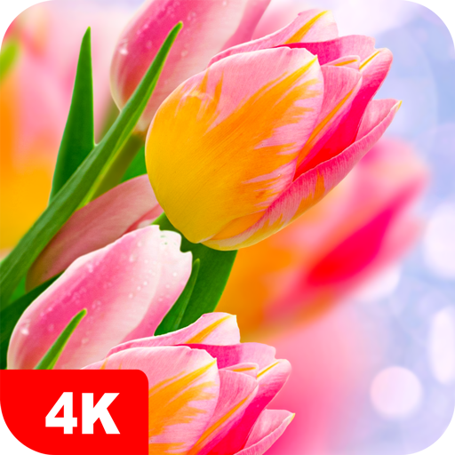 Hintergrundbilder mit Tulpe 4K icon