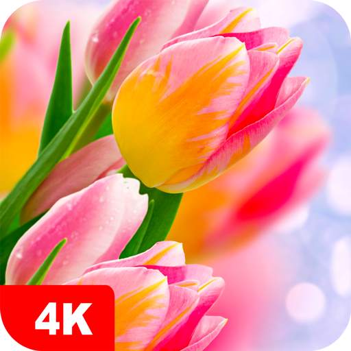 Tulip Wallpapers 4K 5.7.7