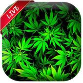 Weed Live Wallpaper 1.0