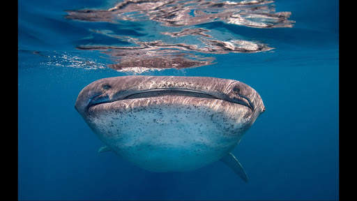 Whale Shark. Wallpapers screenshot 3