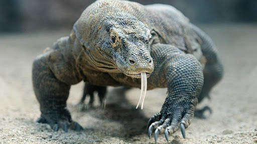 Komodo Dragon Wallpaper - Lizard Wallpaper screenshot 8