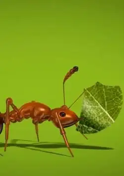 Ant Live Wallpaper screenshot 2