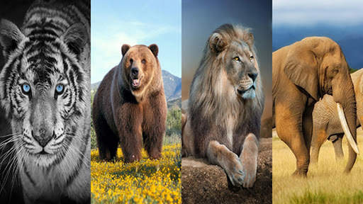 Wild Animal Wallpaper 4K 1 تصوير الشاشة