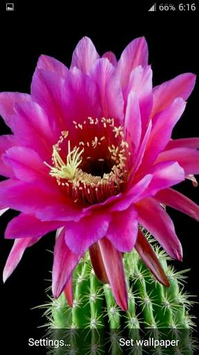 Cactus. Video Wallpaper screenshot 7