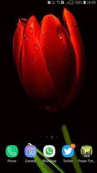 HD Tulip New Wallpaper screenshot 3