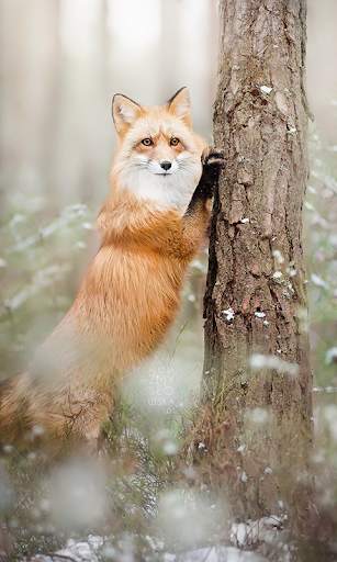 Fox Live Wallpaper (Wallpapers & Backgrounds) screenshot 3