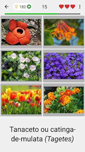 Flores - O quiz botânico sobre as plantas bonitas screenshot 2
