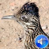 Roadrunner Bird Sound Ringtone 2.0