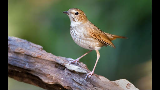 Robin. Birds Wallpapers скриншот 4