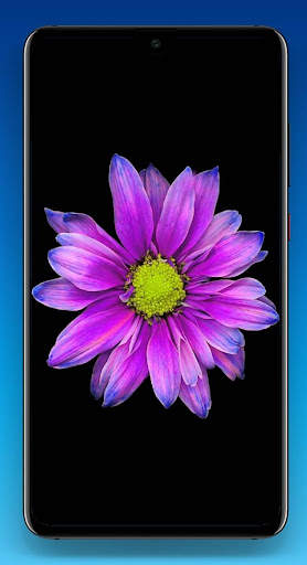 Beautiful Flower Wallpaper HD screenshot 5