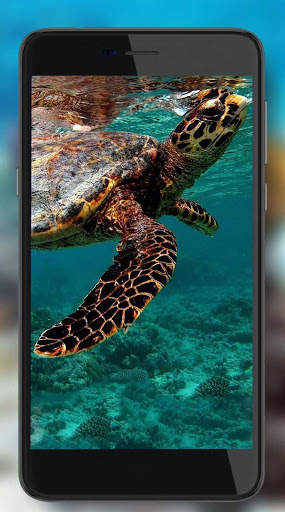 Tortoises Sea screenshot 7