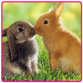 Cute Easter Bunny Wallpaper icon